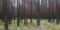 В Коми леса занимают почти три четверти территории - Pg11.Ru