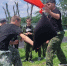 Бой на бревне - UstLabInfo.Ru