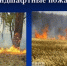 В Северо-Енисейском муниципальном округе  на 09.06 2026г. действуют 6 лесных  пожаров, общей площадью общая площадь-143,5 га, . В тушении задействовано  22 чел АПС . Угрозы населенным пунктам нет.. - Северо-Енисейский муниципальный округ
