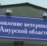 Льготной стерилизацией для домашних питомцев воспользовались более 700 амурчан - gtrkamur.ru - ГТРК Амур