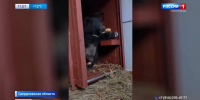 Косолапые сиротки из Приморья обживаются в Свердловской области - ГТРК Владивосток