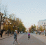 На улице Московской в Пензе заменят аварийные деревья - ПензаСМИ