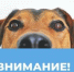 Отлов собак! - Асекеевский район
