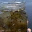 Плавный уход большой воды определит судьбу астраханской воблы - Punkt-a.info