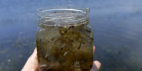 Плавный уход большой воды определит судьбу астраханской воблы - Punkt-a.info