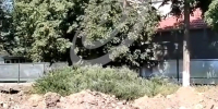 В Орле удалось сохранить один куст можжевельника в сквере Иванова - Орловский Вестник