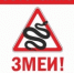 Что делать при укусе змеи: главное - не паниковать и не навредить себе - Вольский район