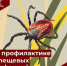 О мерах профилактики клещевых инфекций - Ремонтненский район