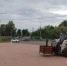 Ещё четырнадцать пальм появились в городском пространстве Красноярска - Газета Красноярский рабочий