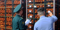 Прибывшая в Новороссийск партия кипрских мандаринов будет уничтожена - Новая Газета Кубани