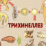 Трихинеллёз. - Поспелихинский район