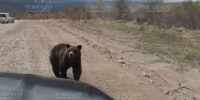 Медведь обосновался на трассе под Магаданом - M24.Ru