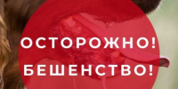 О мерах профилактики бешенства. - Борисовский район