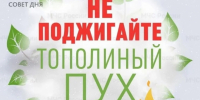 МЧС: Тополиный пух - источник пожарной опасности! - Кингисепп-сегодня.рф