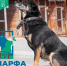 Марфа - Администрация г. Мегиона