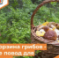 Корзина грибов - не повод для риска… - Департамент пожарной безопасности и гражданской защиты