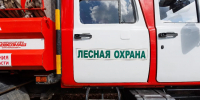 Штрафы на 38 млн рублей выписали нарушителям лесного законодательства в Подмосковье с начала года - MosRegToday.Ru