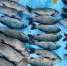 В Бабаюртовском районе осудили браконьеров за незаконный вылов рыбы - Бабаюртовские вести