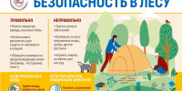 Все на пикник: правила безопасности в лесу - Роспотребнадзор
