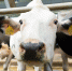 🐮 А много ль корова даёт молока? - Газета Дмитриевский вестник