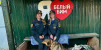 Костромские спасатели МЧС России помогли четвероногим друзьям - Северная правда