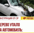 Дерево упало на автомобиль – кто виноват и что делать? - Справедливая Россия