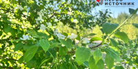 Первоисточник - Syktyvkar.1istochnik.Ru