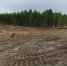 Амурчанин лишился полутора миллионов за рубку леса - gtrkamur.ru - ГТРК Амур