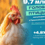 Численность птицы в хозяйствах Тульской области увеличилась на 4,8% за год - ТК Первый Тульский