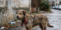 В Томской области хозяйку собаки заставили заплатить за нападение на 10-летнего мальчика - 1-LINE