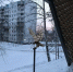Орла украли с вершины сопки в Тынде - Teleport2001.Ru