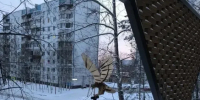 Орла украли с вершины сопки в Тынде - Teleport2001.Ru