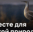 Якутия голосует за дикушу и стерха во Всероссийском голосовании - Минэкологии РС(Я)