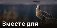 Якутия голосует за дикушу и стерха во Всероссийском голосовании - Минэкологии РС(Я)