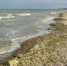 Фото: PRIMPRESS/ИИ | Цветение ядовитых водорослей в Черном море: чем грозит отпускникам и морской фауне - PrimPress.Ru