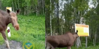 Фото: Дирекция по особо охраняемым природным территориям - НИА