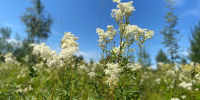 11 июня Коми ждут грозы на северо-востоке и +25 °C на юго-западе - Pg11.Ru