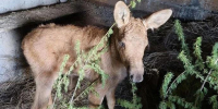 Фото: max.ru/id2801135236_gos - Амурское областное телевидение