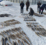 Житель Нижнеколымского района выловил 245 краснокнижных осетров - Якутия.Инфо