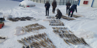 Житель Нижнеколымского района выловил 245 краснокнижных осетров - Якутия.Инфо