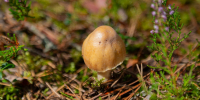 Фото: ПАИ - InformPskov.Ru
