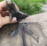 Фигурку одного из сусликов сломали в Красноярске в день рождения города - Наш Красноярский край