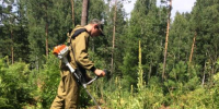 Агроуходы — эффективный способ повысить приживаемость культур - Минприроды Алтайского края