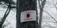 В Иркутской области увеличилось количество обращений жителей с укусами клещей - IrkutskMedia.Ru