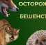 О мерах профилактики бешенства. - Валуйский городской округ