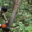 В Белинском районе продолжают восстановление дендрария Морозова - Пензенская Правда