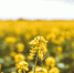 image - GazetaRB.Ru