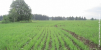 Аграрии Удмуртии закончили сев яровых зерновых культур - Газета Рассвет