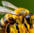Пчела - UstLabInfo.Ru