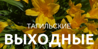 Тагильские выходные, топ 6: лето ручной работы, берёзовые картины и смех над трагизмом викторианской эпохи - Между Строк